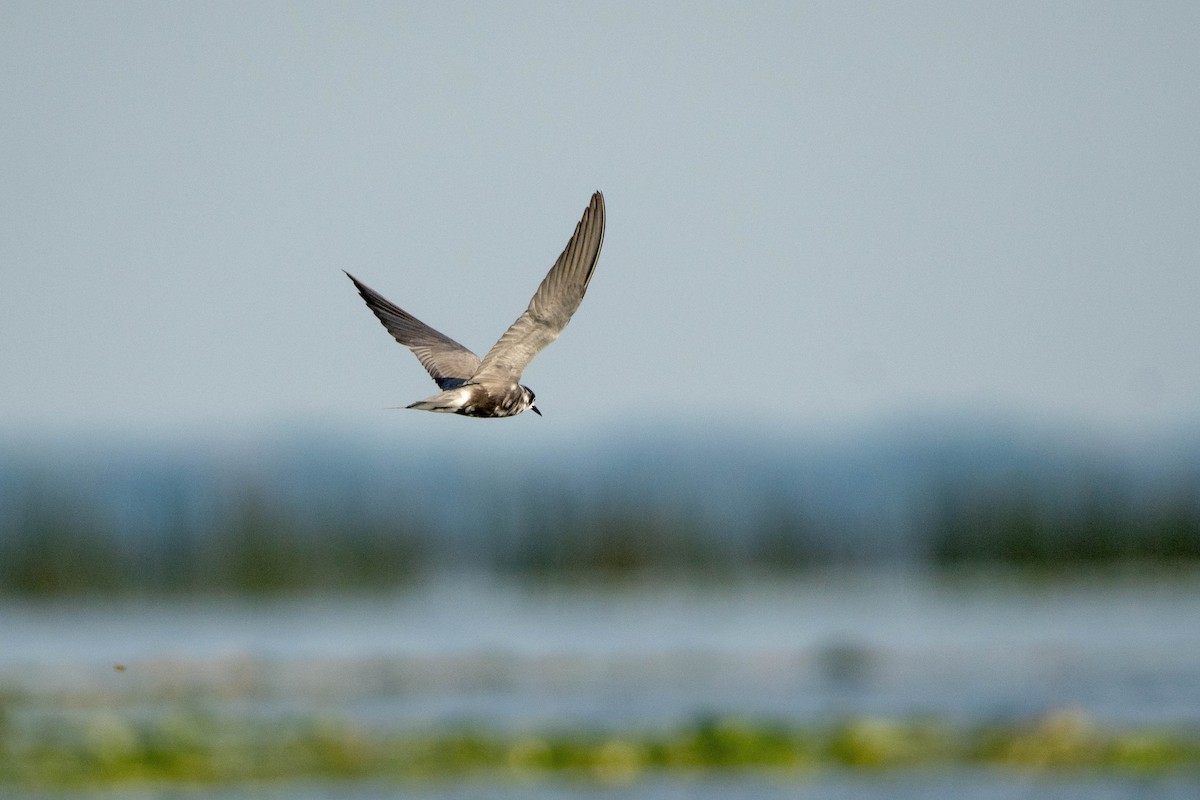 Black Tern - Sleiman Shakkour