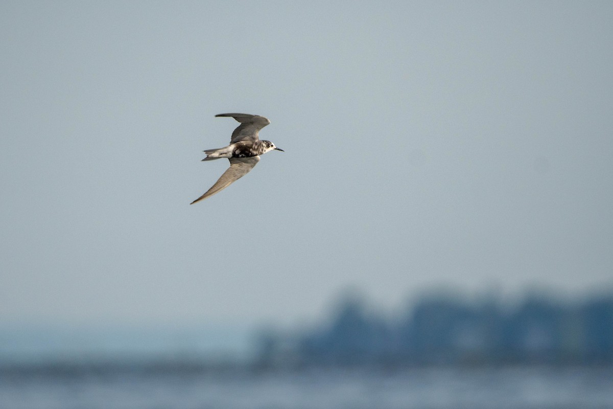 Black Tern - Sleiman Shakkour