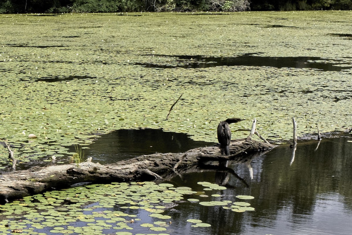 Double-crested Cormorant - ML600561531