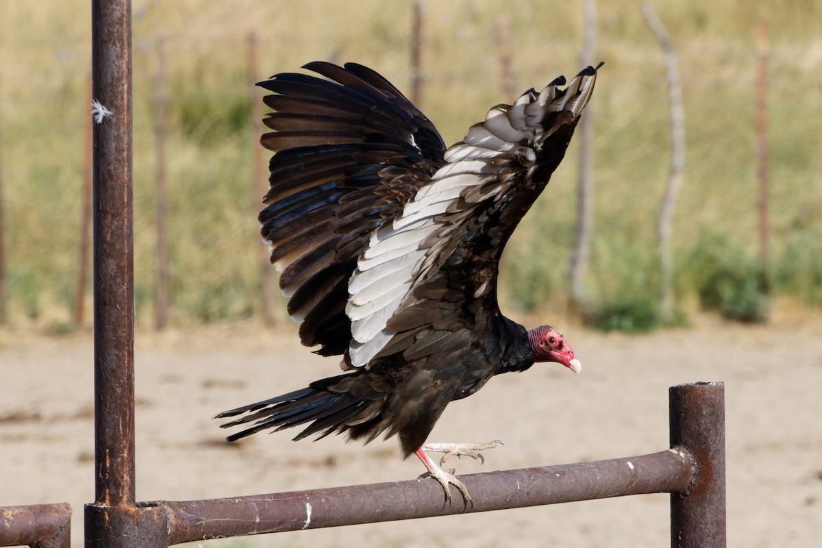 Turkey Vulture - ML600561801