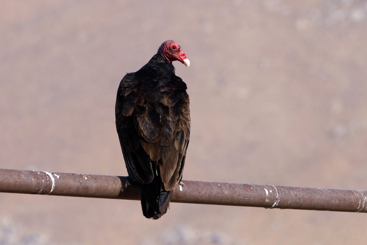 Urubu à tête rouge - ML600561811