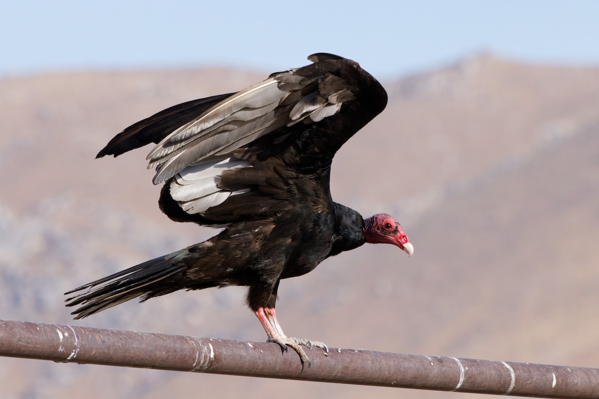 Turkey Vulture - ML600561821