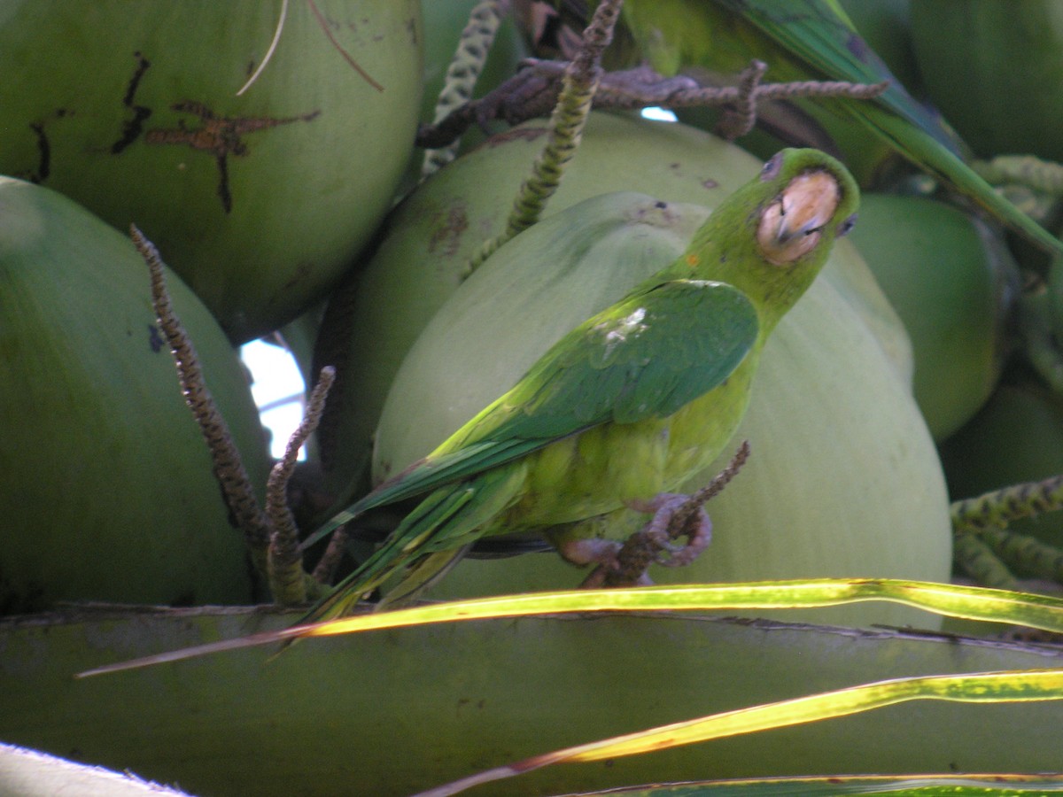 Aratinga del Pacífico - ML600563001