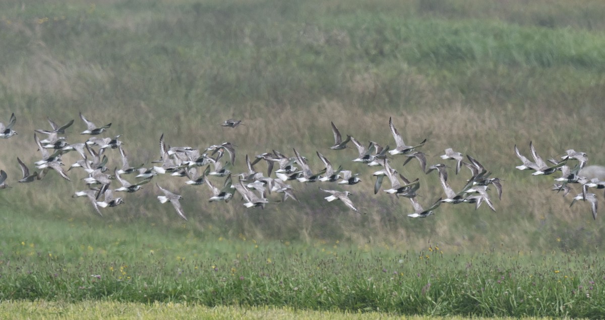 Black-bellied Plover - ML600563521