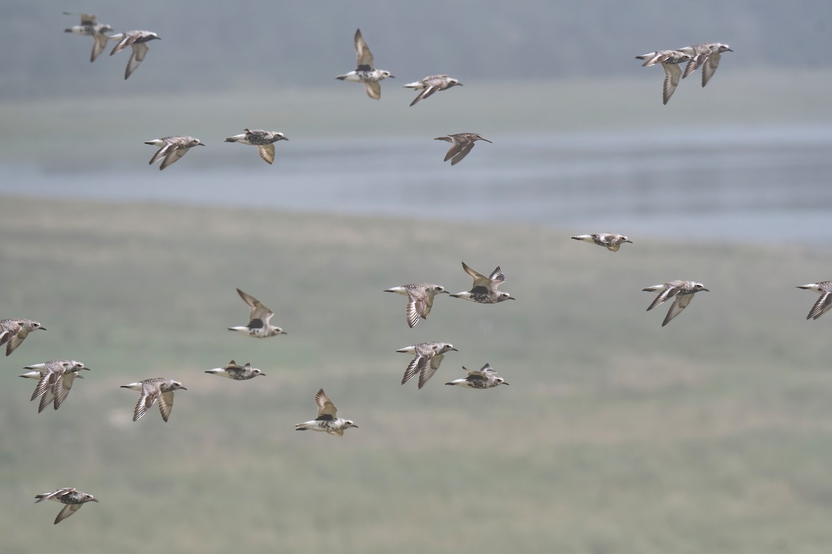 Black-bellied Plover - ML600563551