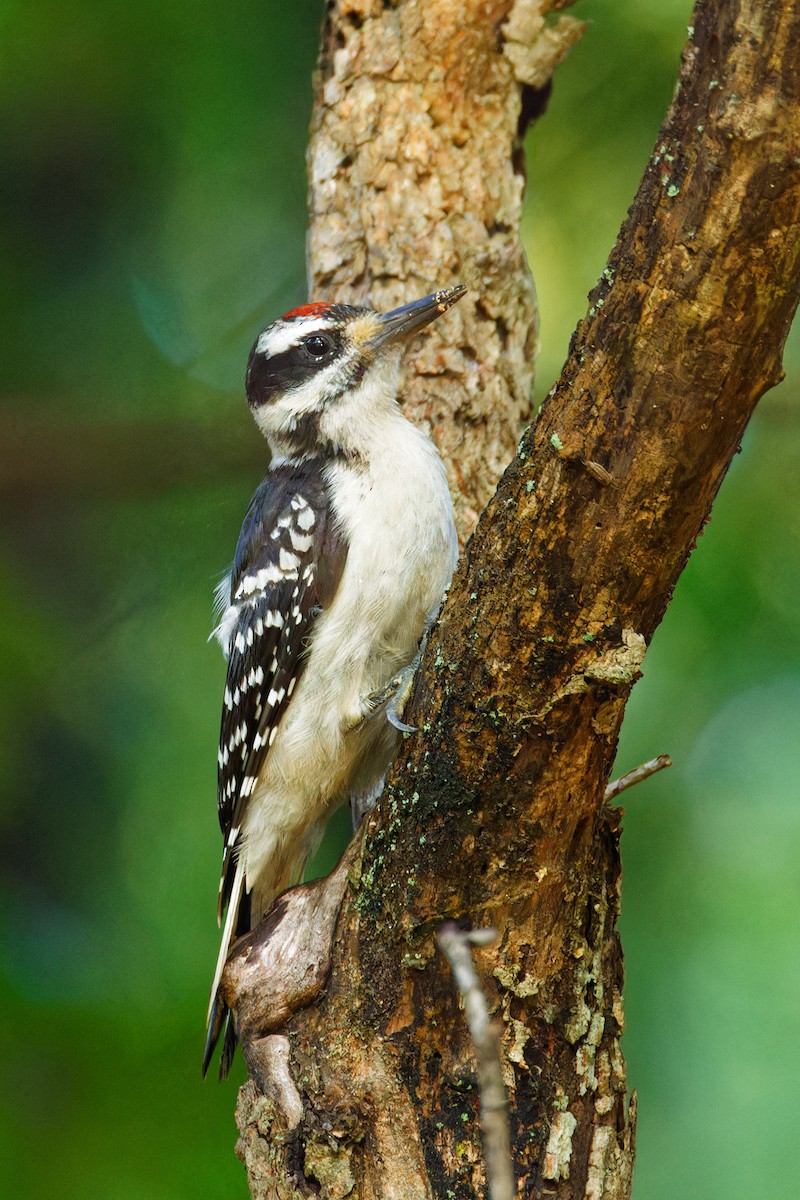 Hairy Woodpecker - Ruogu Li