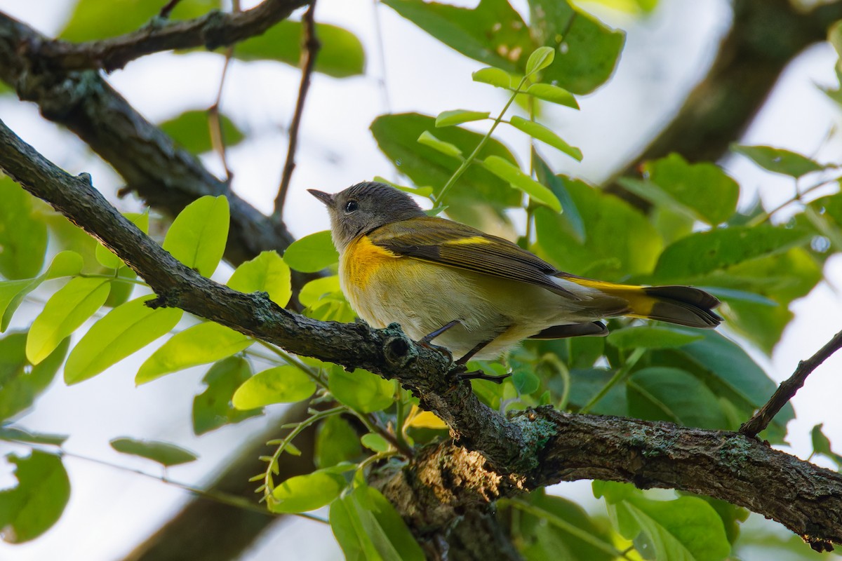 American Redstart - Ruogu Li