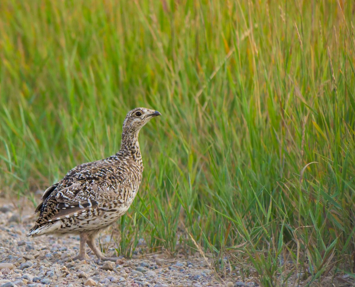 Sharp-tailed Grouse - ML600564291