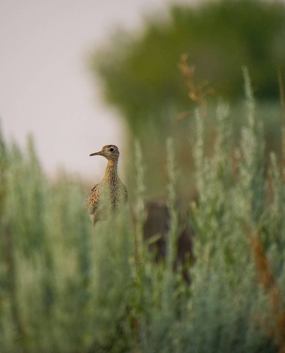 Upland Sandpiper - ML600564381