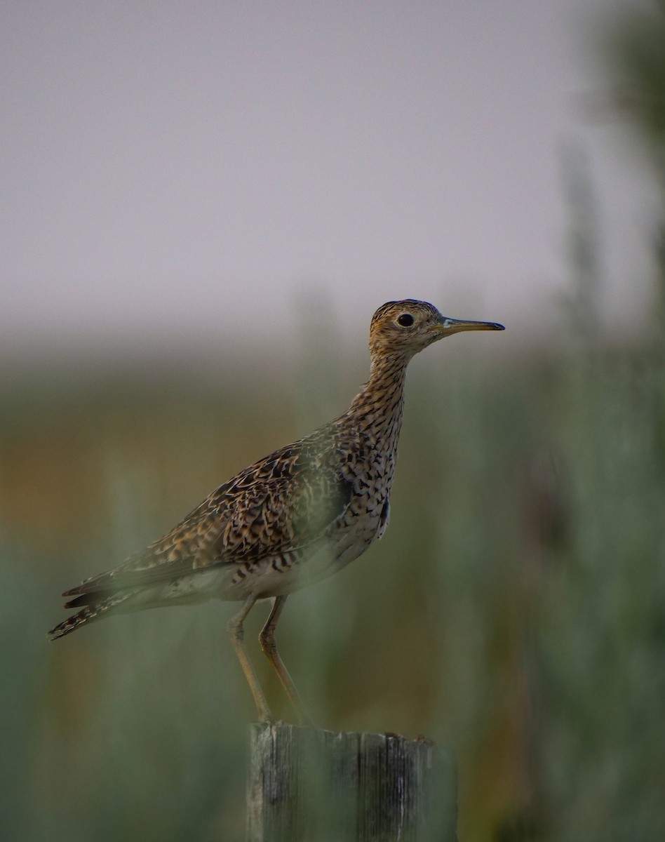 Upland Sandpiper - ML600564391