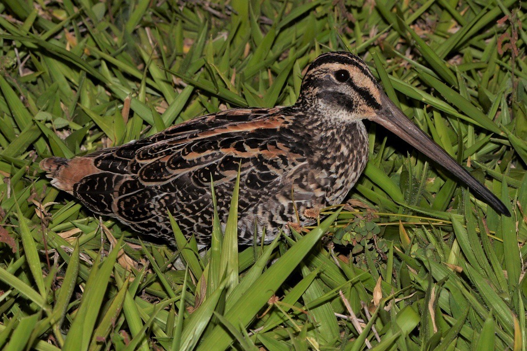 Giant Snipe - ML600565001