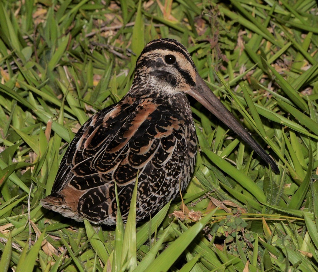 Giant Snipe - ML600565011