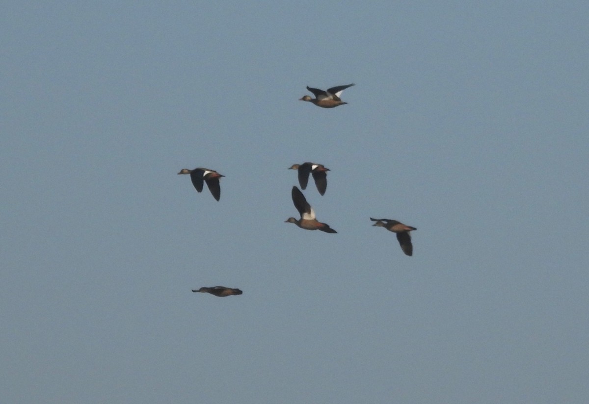 Brazilian Teal - Fernando Angulo - CORBIDI