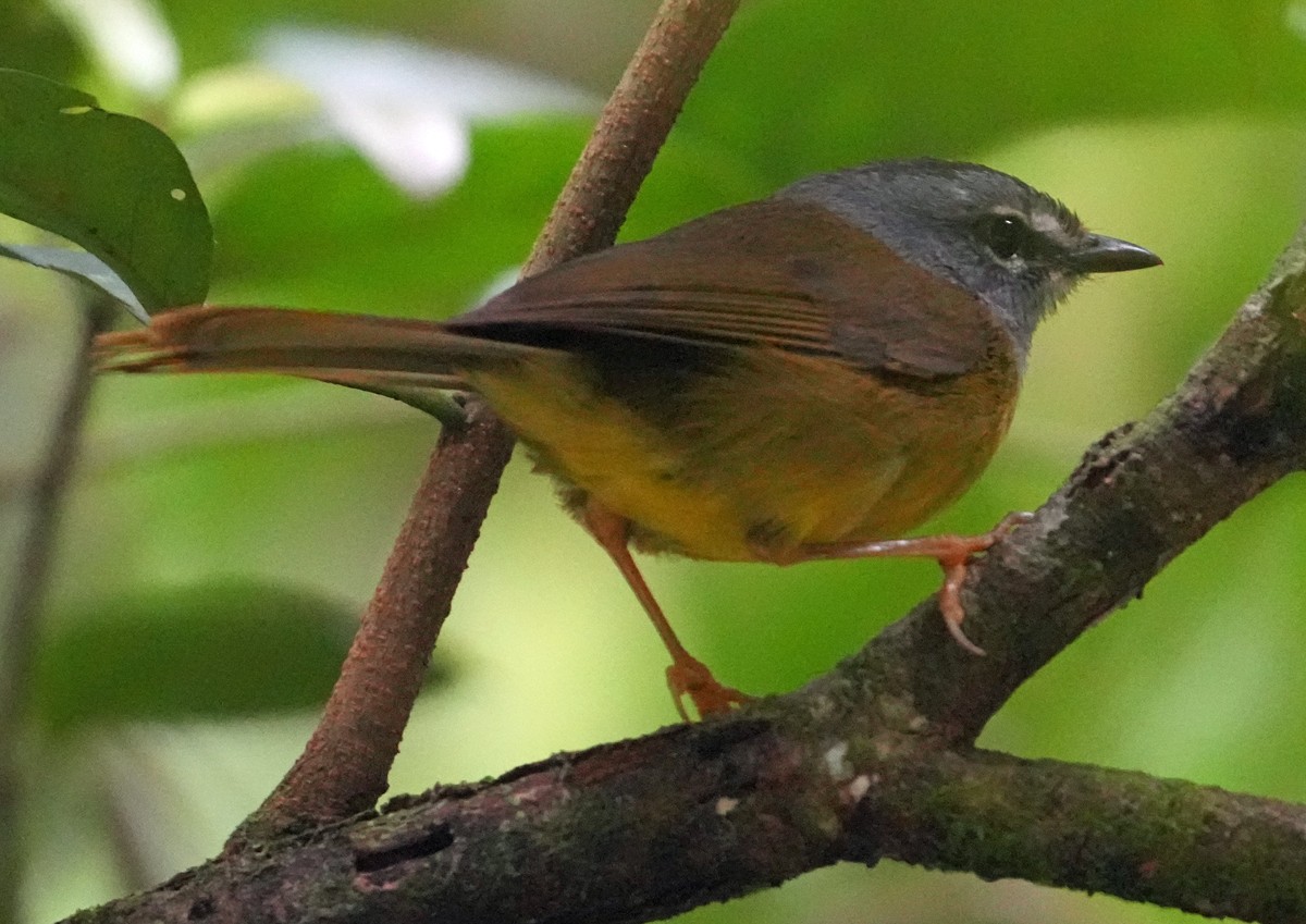 White-lored Warbler - ML600565191