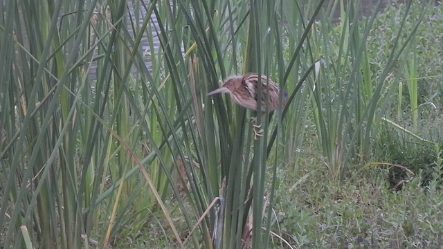 Yellow Bittern - ML600565401