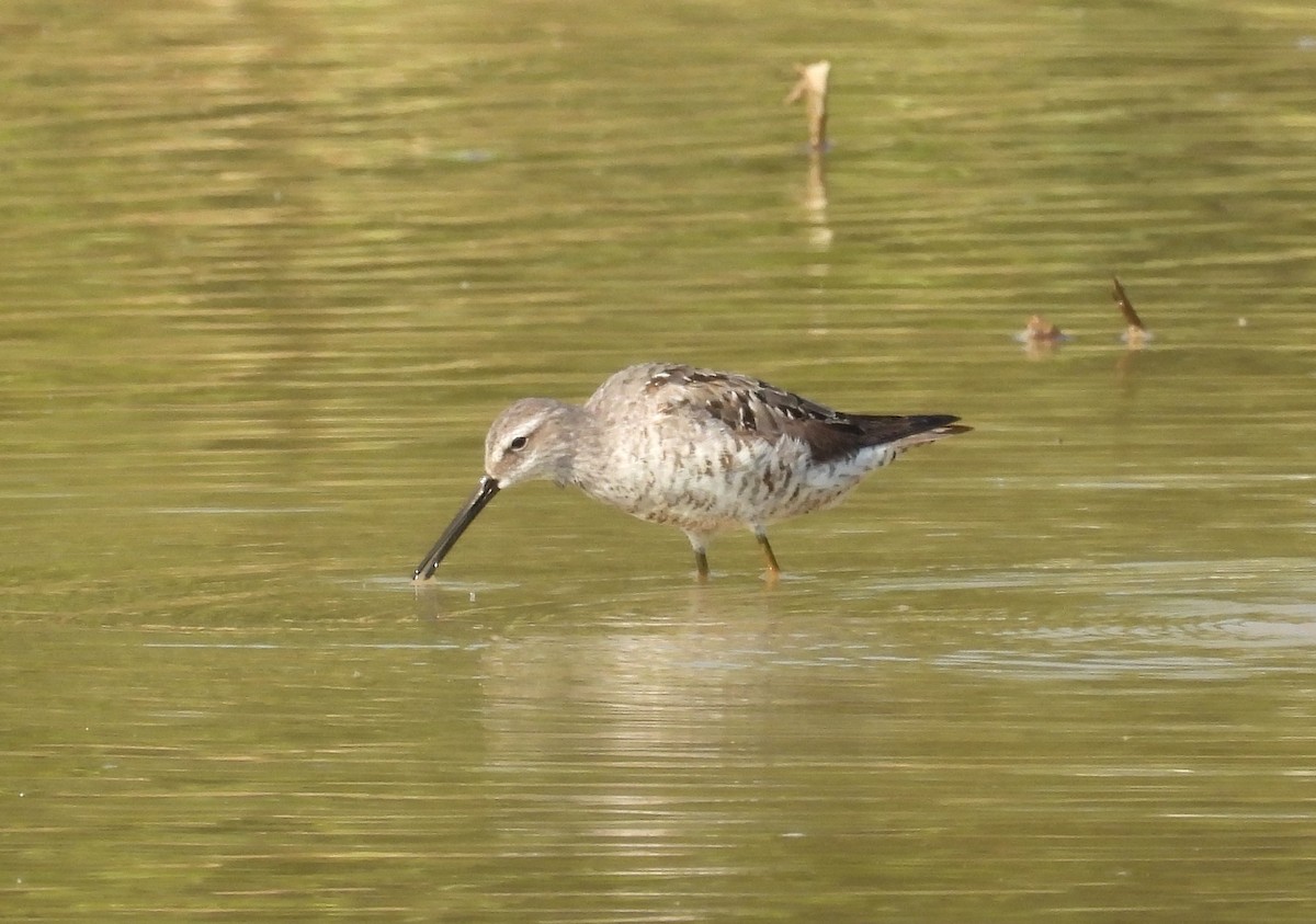 Stilt Sandpiper - ML600566681