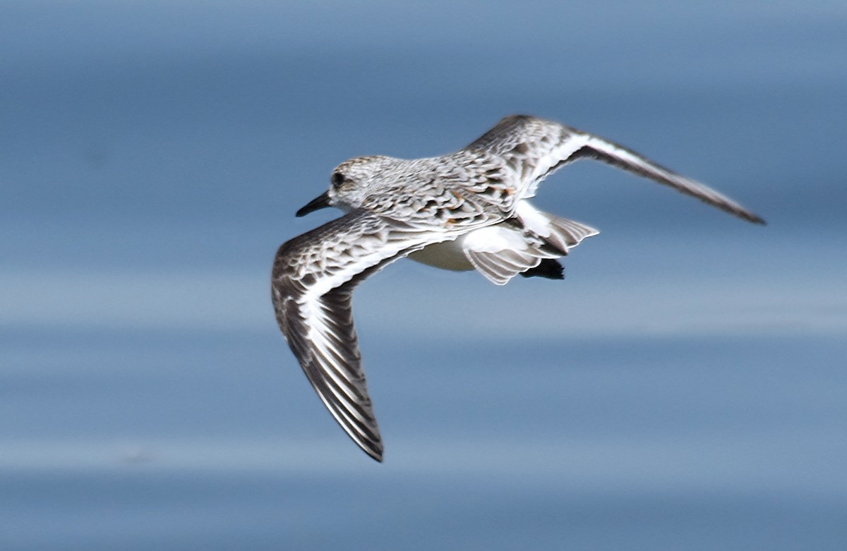 Sanderling - Steven Mlodinow