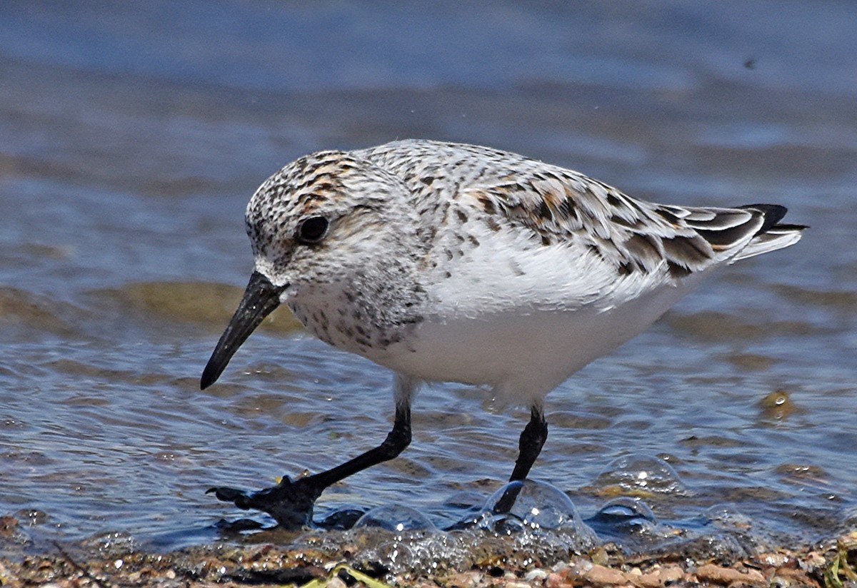 Sanderling - Steven Mlodinow