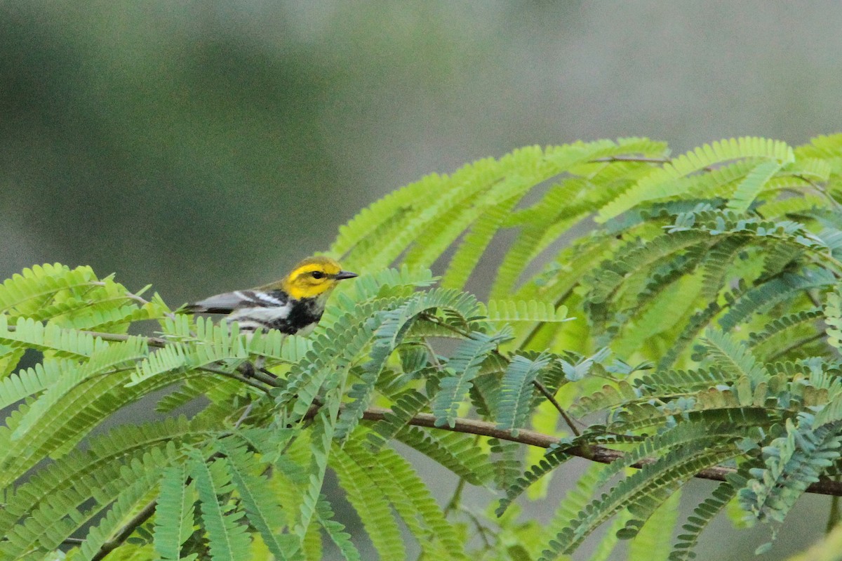 Black-throated Green Warbler - ML600567421