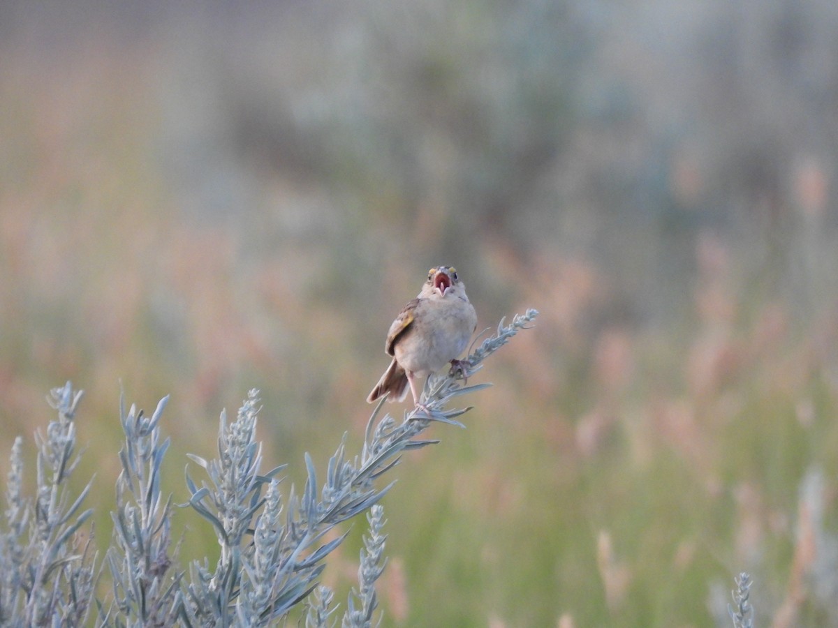 Grasshopper Sparrow - ML600567571