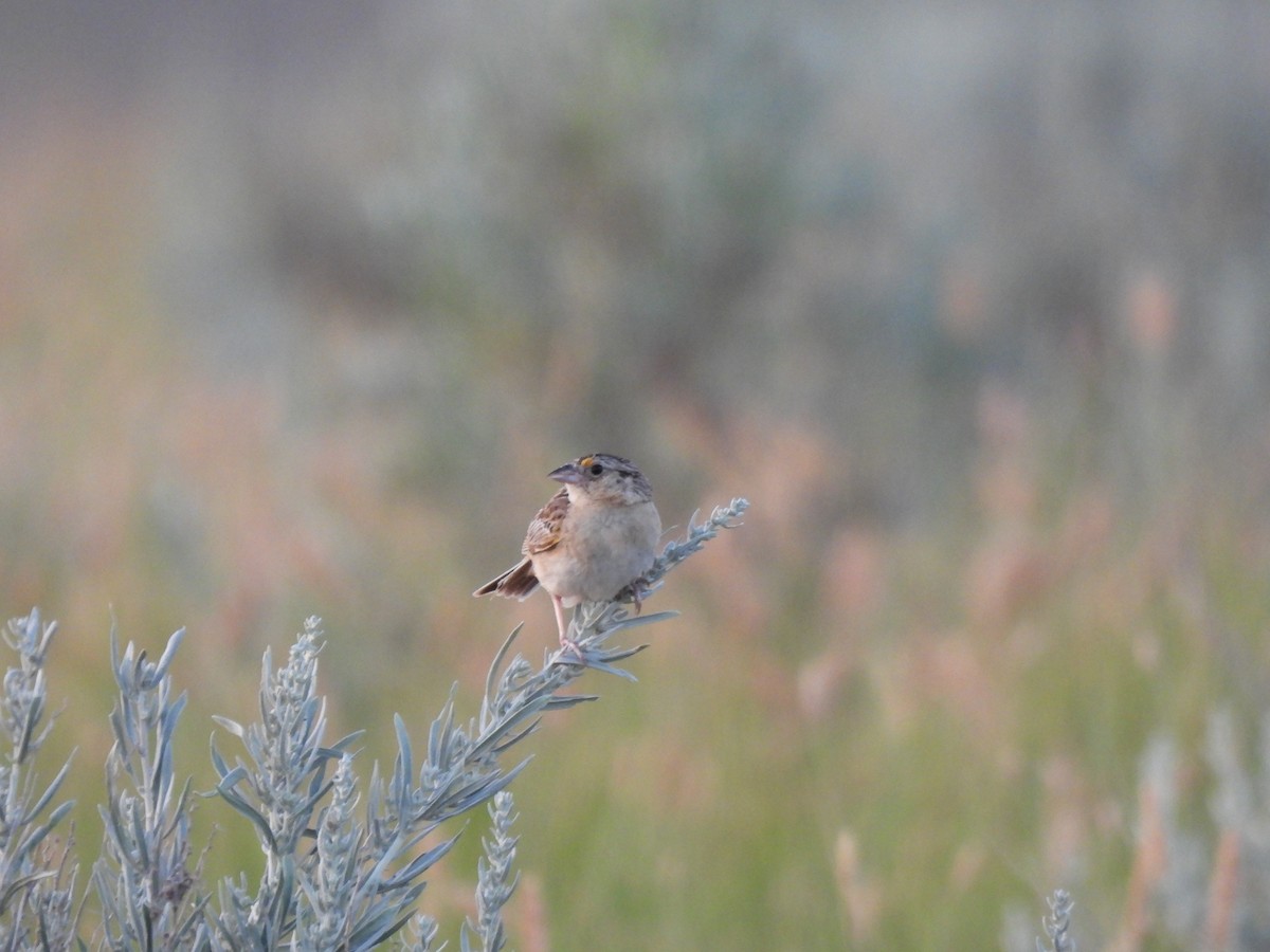 Grasshopper Sparrow - ML600567641