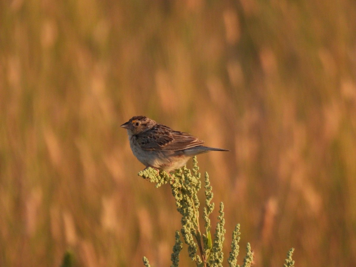 Grasshopper Sparrow - ML600567681