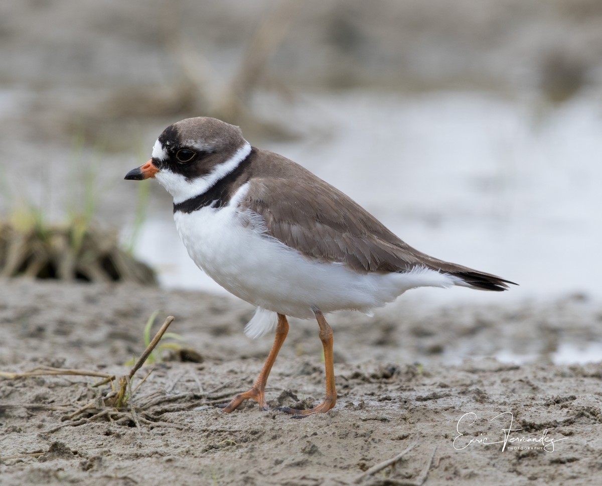 Semipalmated Plover - ML60056801