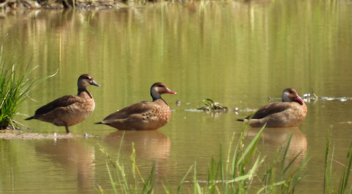 Brazilian Teal - Fernando Angulo - CORBIDI