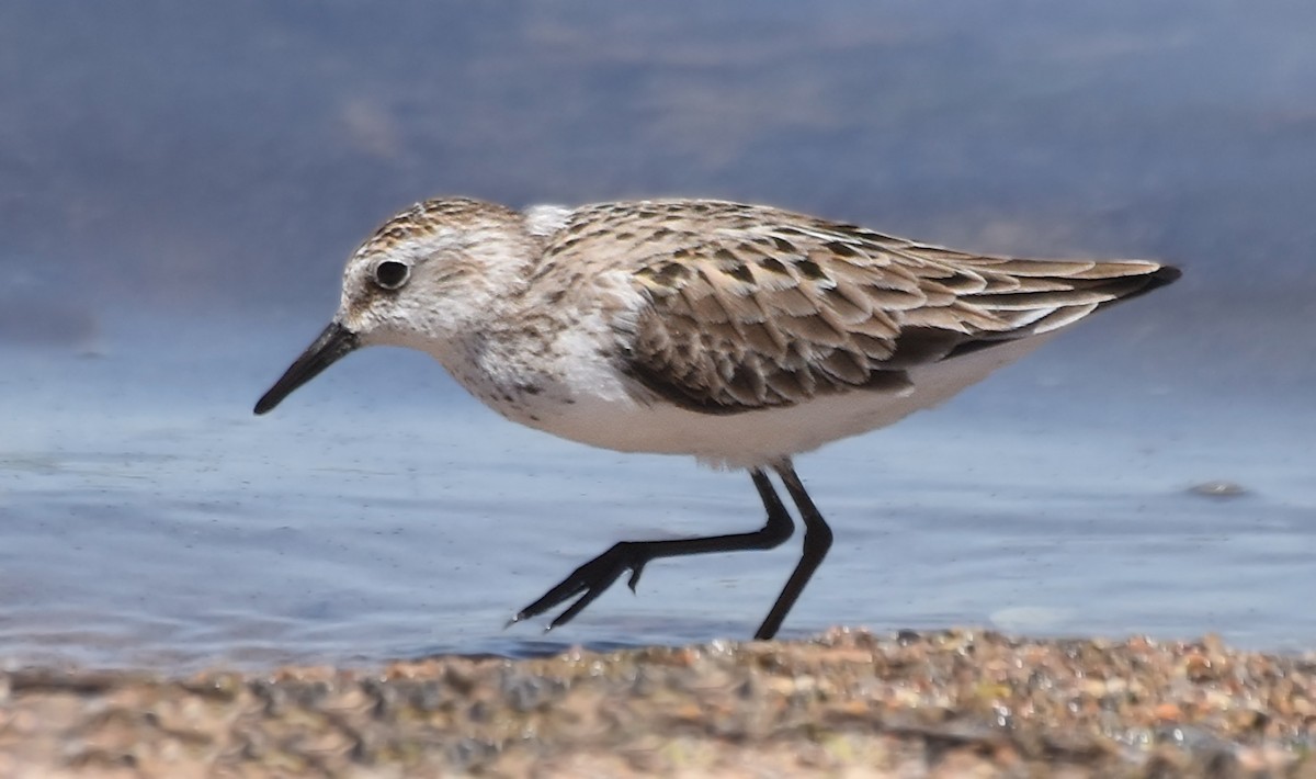 Semipalmated Sandpiper - Steven Mlodinow