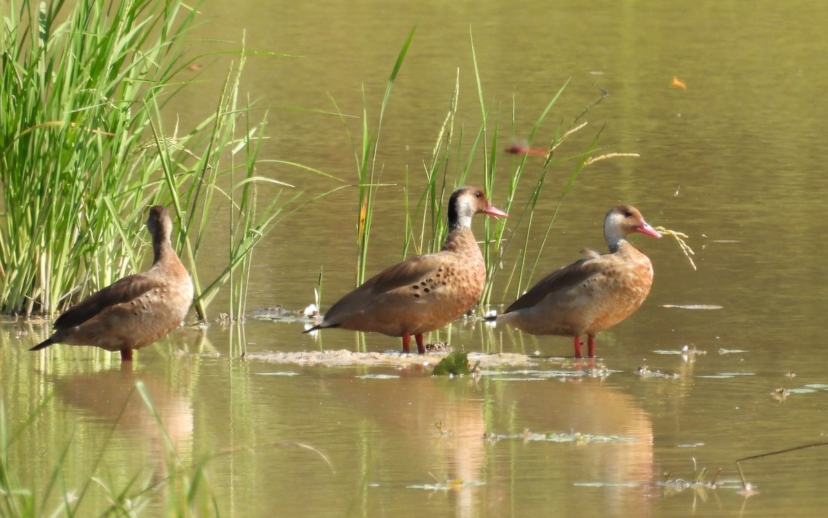 Brazilian Teal - Fernando Angulo - CORBIDI