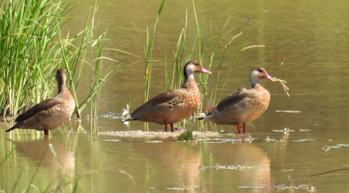 Brazilian Teal - Fernando Angulo - CORBIDI