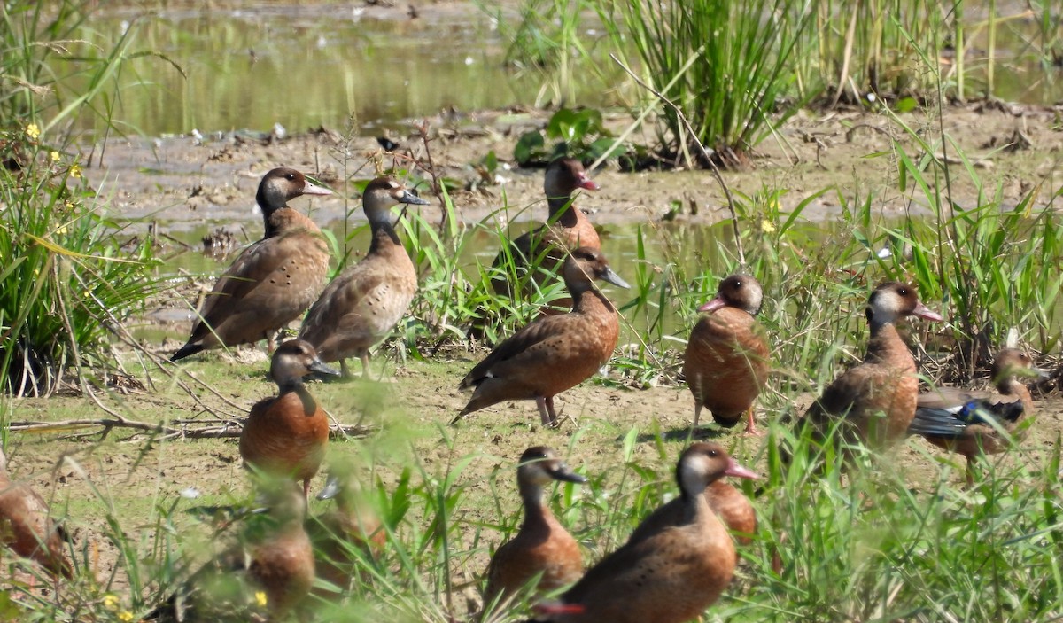 Brazilian Teal - Fernando Angulo - CORBIDI