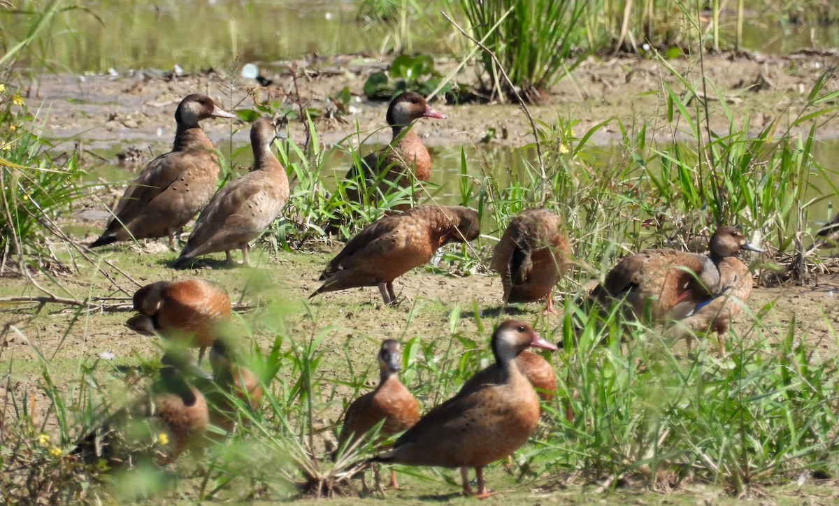 Brazilian Teal - Fernando Angulo - CORBIDI