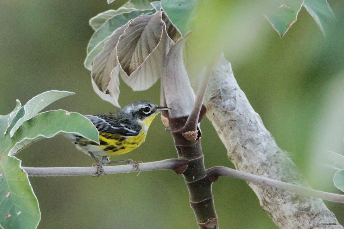 Magnolia Warbler - Marc Gálvez