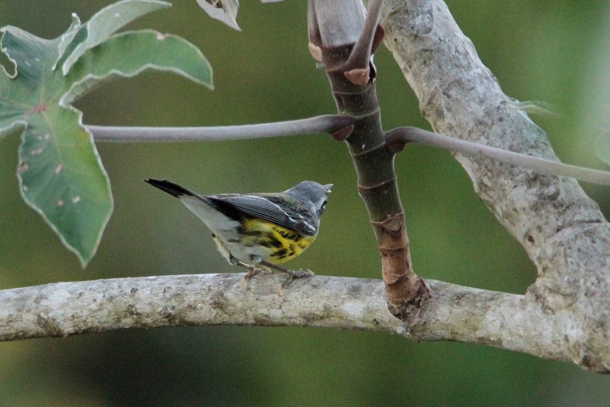 Magnolia Warbler - ML600568711