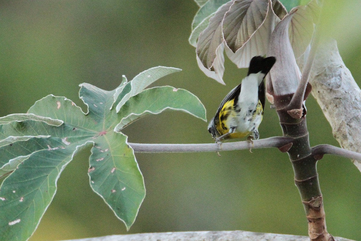 Magnolia Warbler - ML600568721