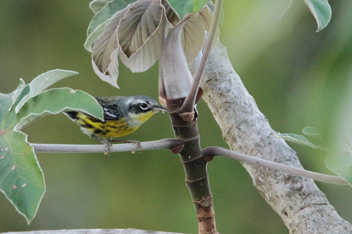 Magnolia Warbler - ML600568731