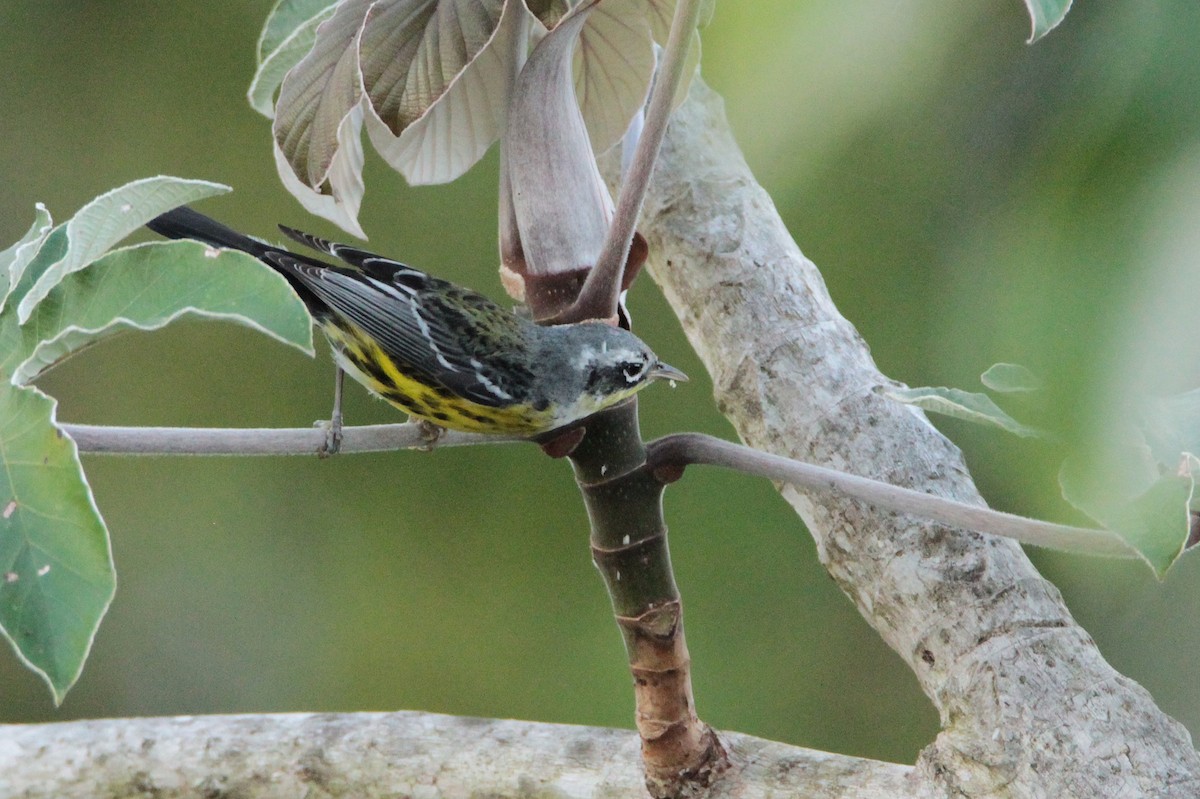 Magnolia Warbler - ML600568741