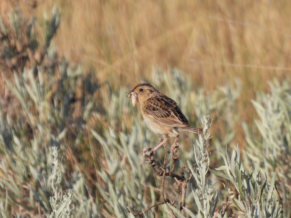 Grasshopper Sparrow - Justin Streit