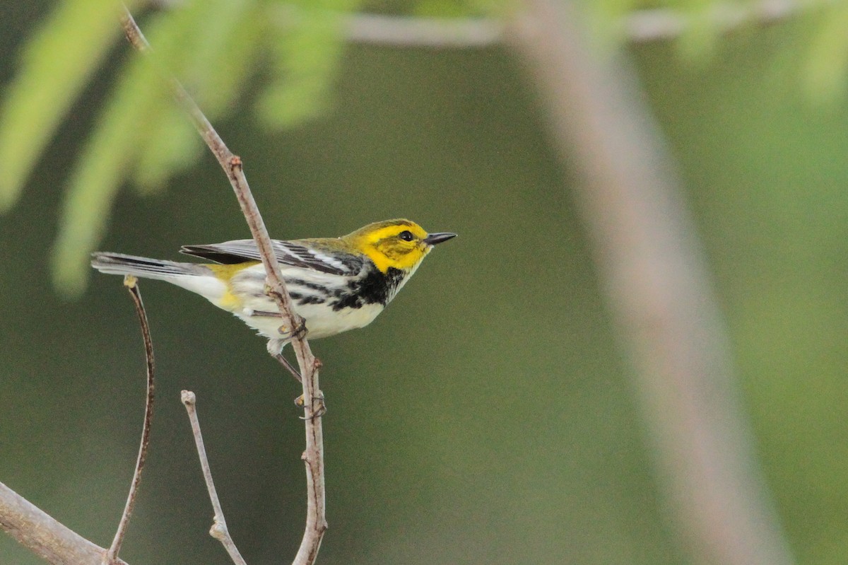 Black-throated Green Warbler - ML600569071