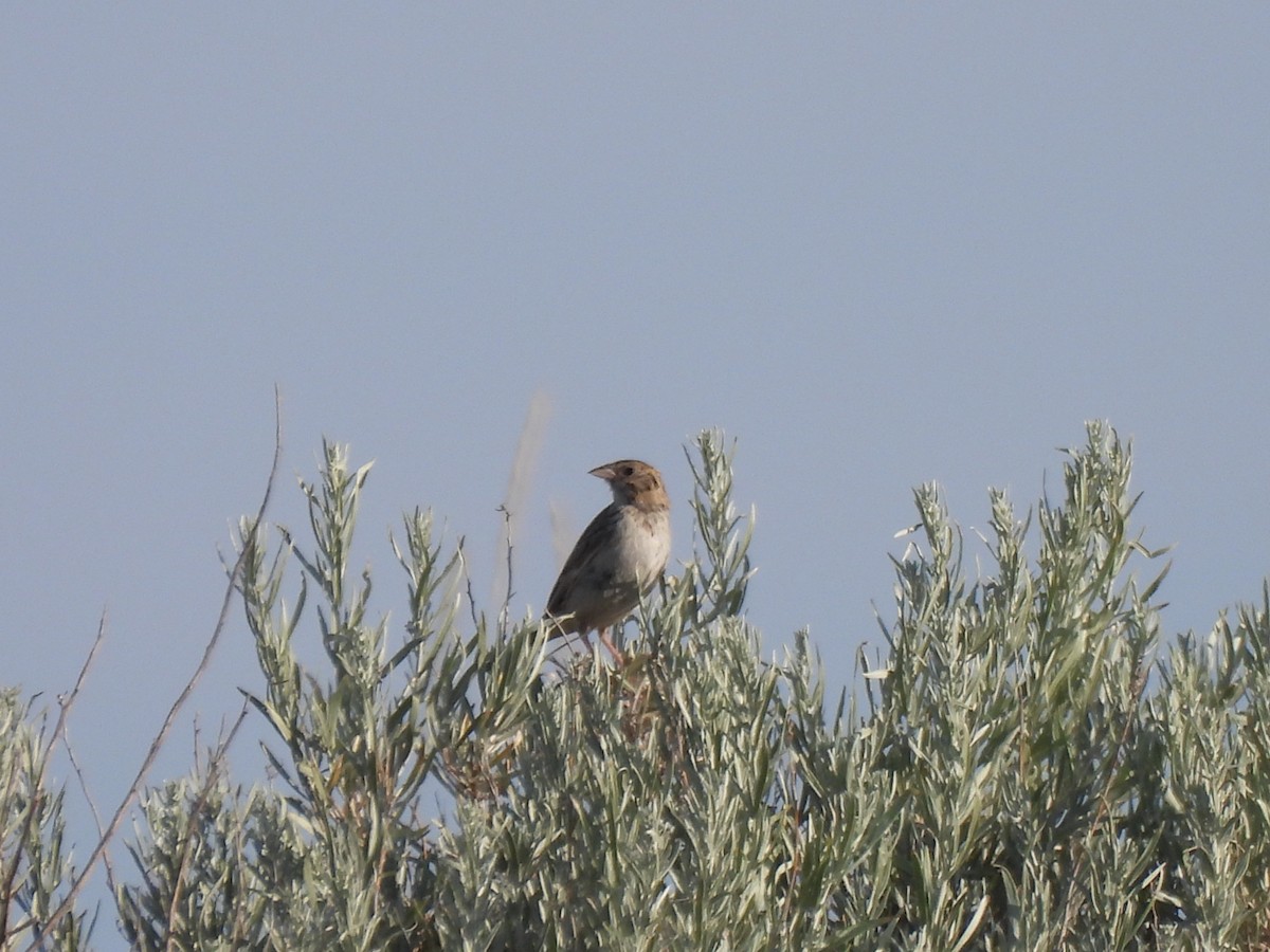Baird's Sparrow - ML600569931