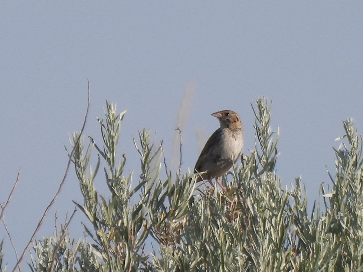 Baird's Sparrow - ML600570001