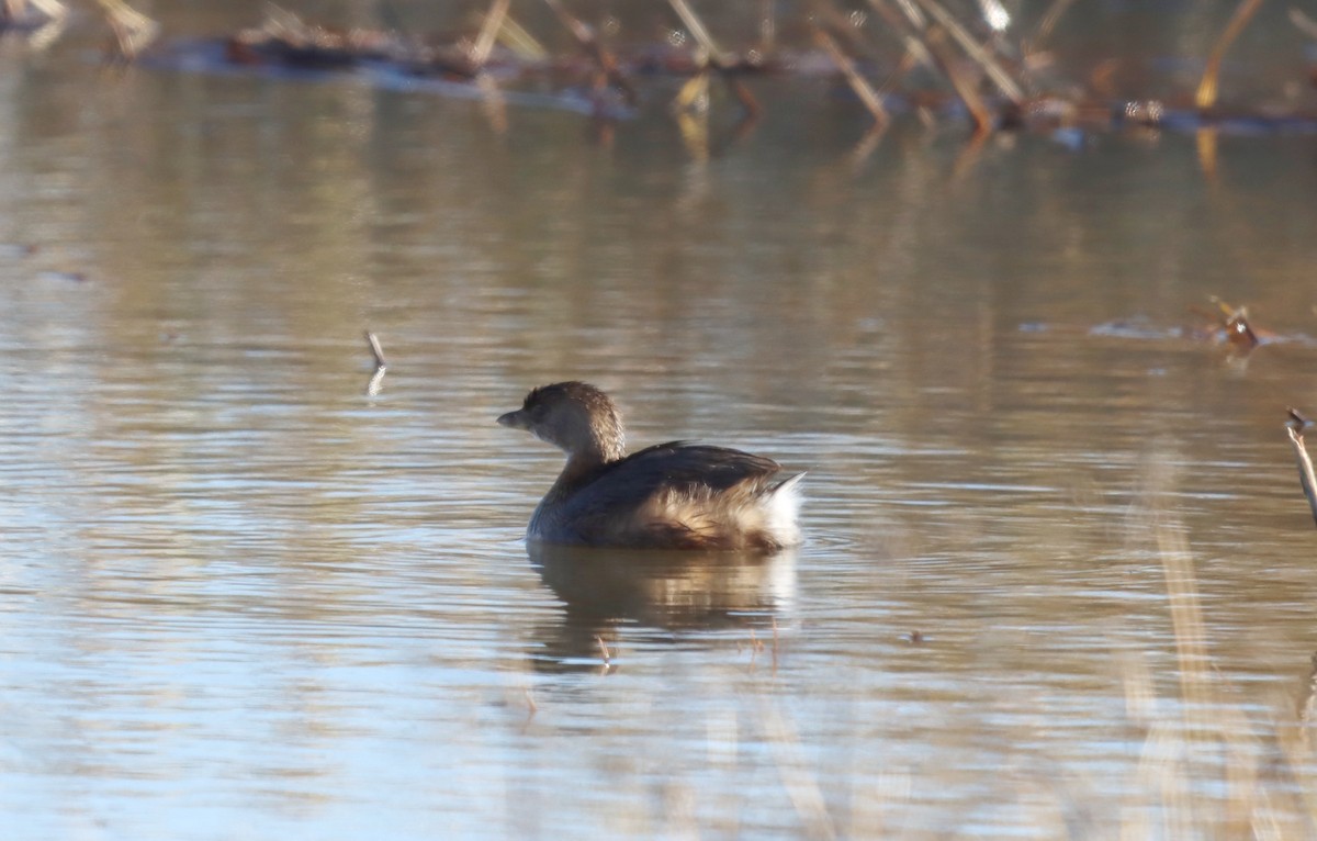 Pied-billed Grebe - ML600570771