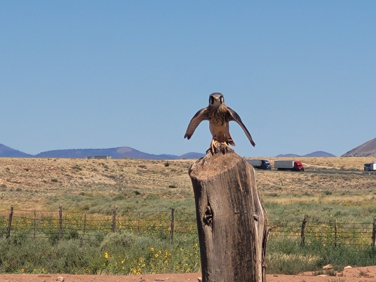 American Kestrel - ML600570951