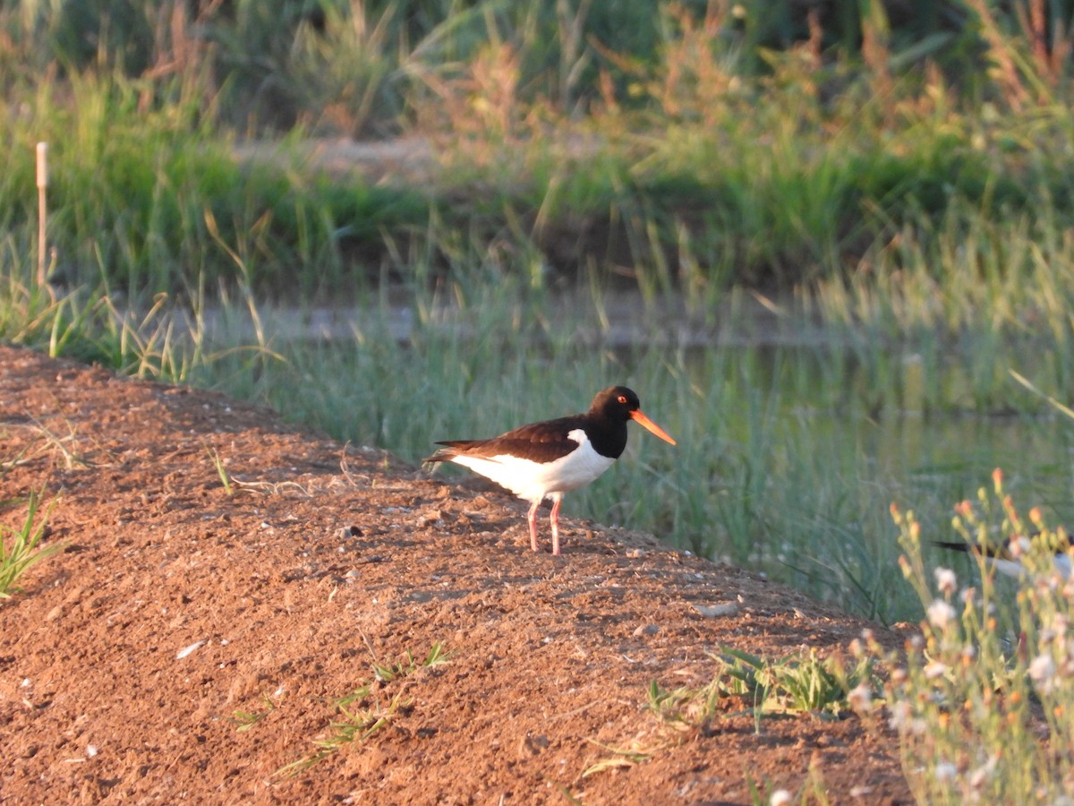 Eurasian Oystercatcher - ML600571041