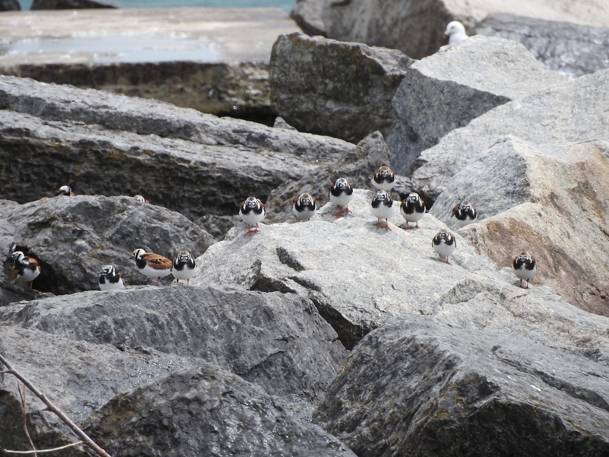 Ruddy Turnstone - Scott Gibson