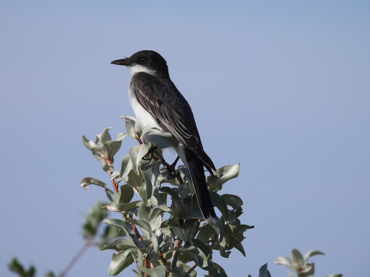 Schieferrücken-Königstyrann - ML600572121