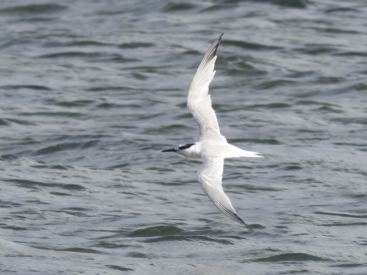 Sandwich Tern - ML600573431