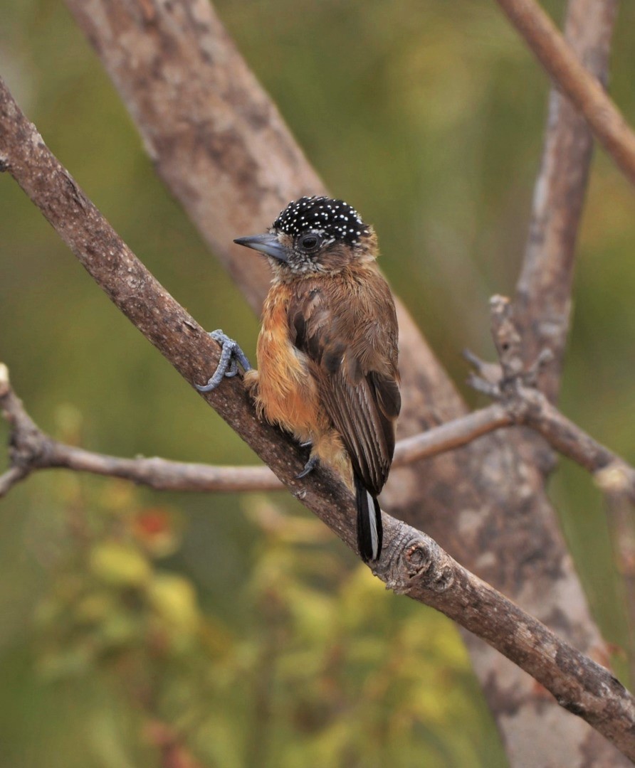 Ochraceous Piculet - Júlio César Machado