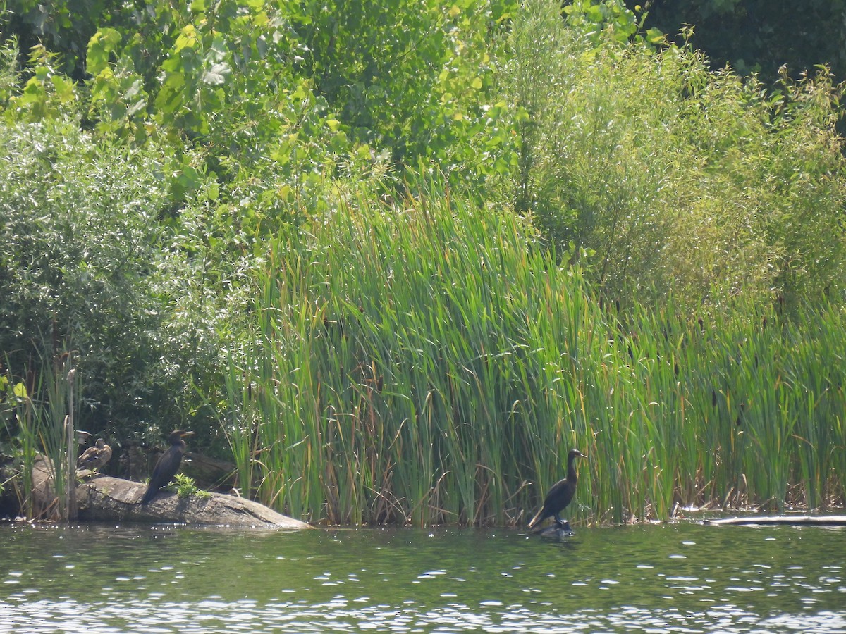 Double-crested Cormorant - ML600573711